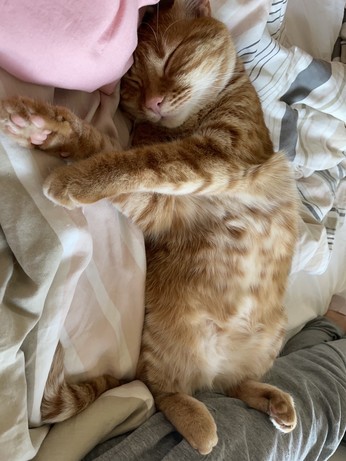 Roter Kater räkelt sich im Bett