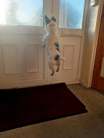 My dog, a black and white Jack Russell, leaping up in the air at the front door of my house as there is a person about to come in! She is jumping so high it’s like there are springs under her feet.