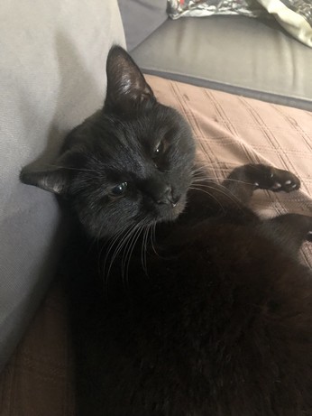 Black cat chilling on a sofa looking into the camera with half-closed eyes 