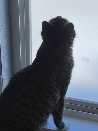 A somewhat  silhouetted tabby cat in front of a frosted window. His back is to the viewer and he is looking up and out. 