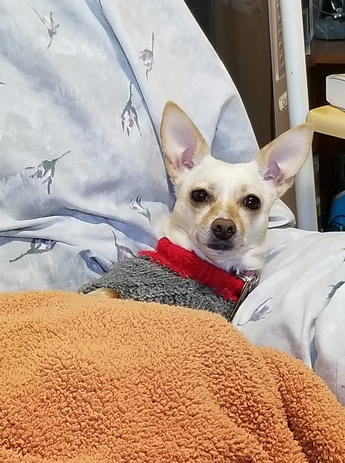 A small tan dog in a sweater eased back, sitting up in a chair appearing smug.