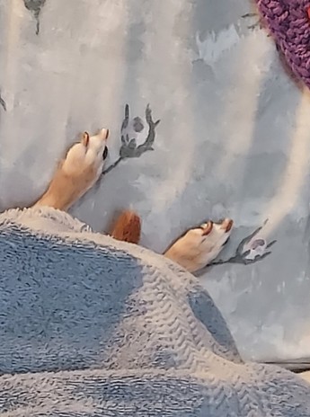 Toes of a small, tan dog and a tip of tail mostly hidden under a towel