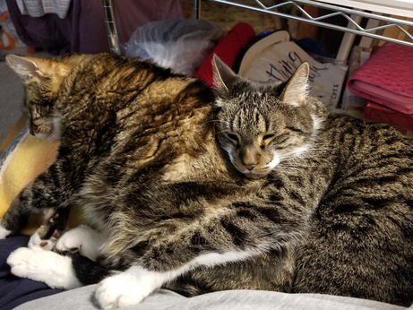 Two short-hair cats cuddling together, appearing quite similar. Grey and tan stripes on both.