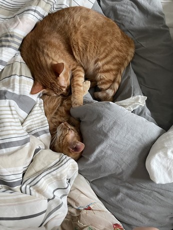 Zwei rote Kater kuscheln im Bett 