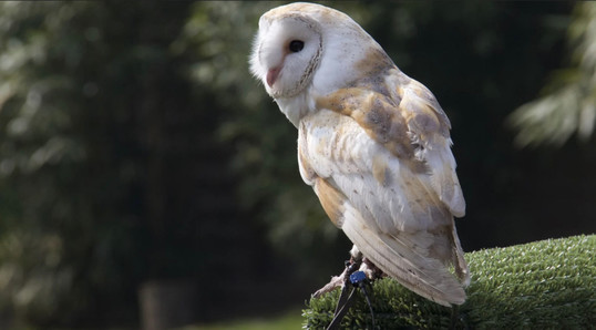 A barn owl. Barn owls were identified as an imperiled species in the Wild Species 2020 report.
