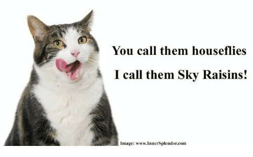 A cat licking its chops

Caption: You call them houseflies
I call them Sky Raisins!