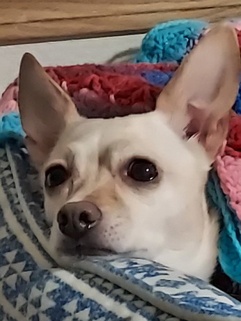 Tan Chihuahua head poking out of blankets staring into the distance. 