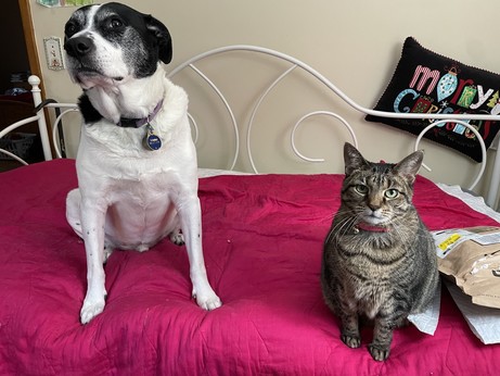 Dog and cat sitting upright on red covered daybed. About a foot and a half apart. Neither looks convinced this is a great idea