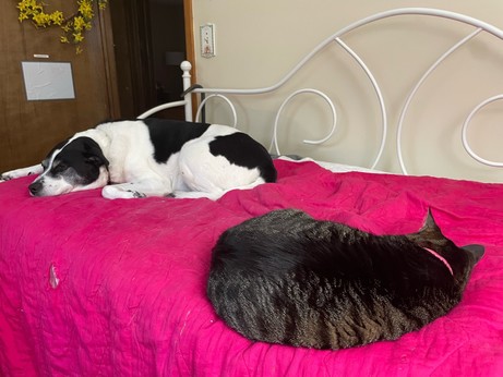 Cat and dog, sleeping on day bed a foot or so apart but curled up and facing one another. The cat is snoring