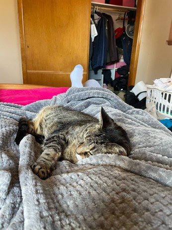 Tabby cat, conked out lengthwise on a fleece blanket on top of my outstretched legs
