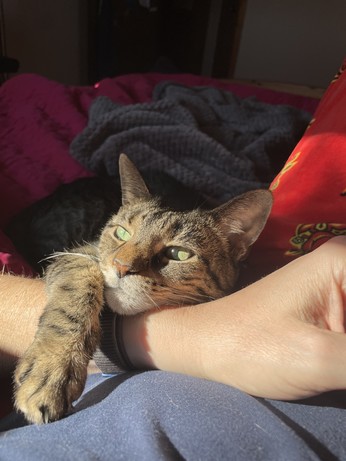 Cat, lounging on a bed in the sun lying across my arm to keep it immobilized 