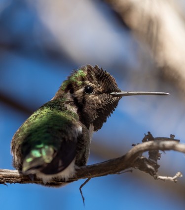 A male Anna's Hummingbird perched on a tiny branch of a mesquite tree in Tucson; shot on January 04, 2023. 