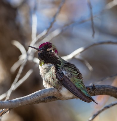 A male Anna's Hummingbird (pink gorget visible) perched on a tiny branch of a mesquite tree in Tucson; shot on January 04, 2023. 