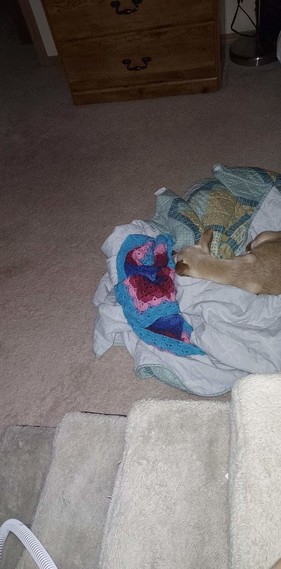 A small tan Chihuahua lays atop a blanket on the floor. Details are in the post. 
