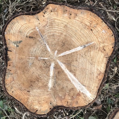section of the spruce tree