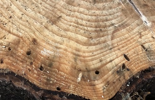 detail of the trunk section showing holes carved by dark beetle larvae
