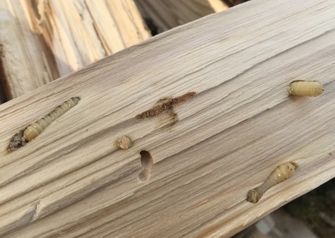 dark beetle larvae in the wood