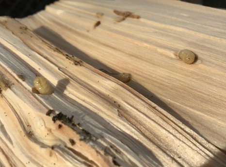 dark beetle larvae in the wood