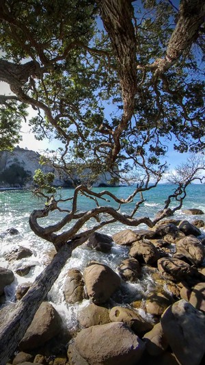 Stoney beach and coastline and clear turquoise ocean captured through the branches of a tree.