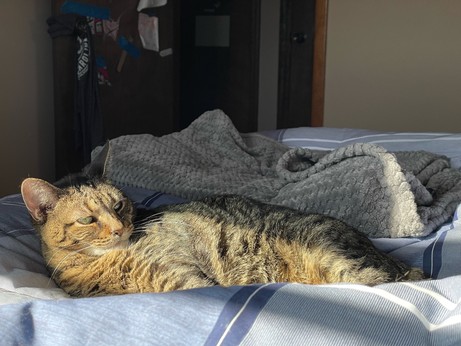 Tabby cat, lying mostly sideways and mostly stretched out in a sunny spot on a bed