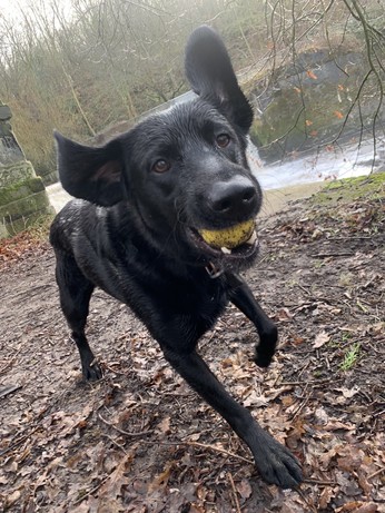 A close-up photo of a black lab running, ears flapping, with a yellow ball in his mouth.