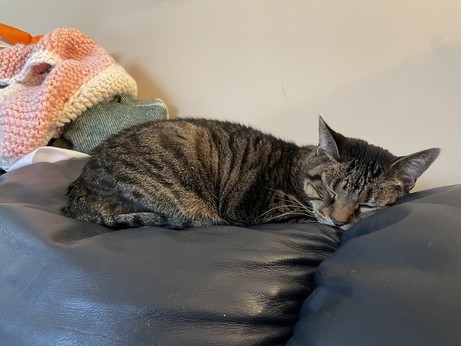 Tabby cat, curled up and sleeping 
on top of a black leather couch that’s probably seen better days