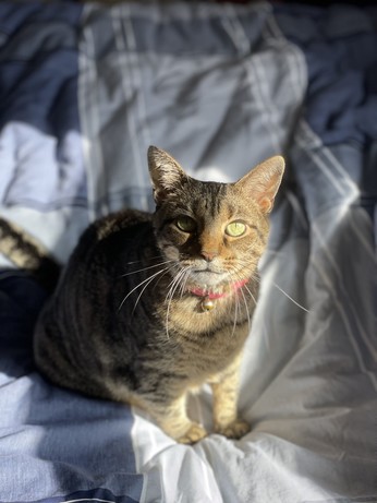 Tabby cat sitting up on a bed in the sun. Her face is half in shadows and half in sun
