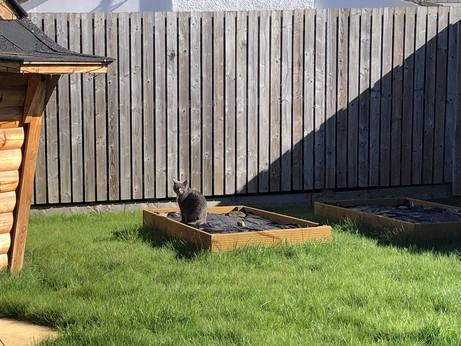 Idiot cat sitting in the raised beds. 