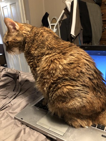 Cat sits all over a laptop keyboard.