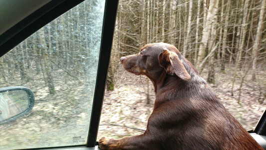 A chocolate dog leaning out the window of a car on a rural road through a forest, picture from the inside of the car.