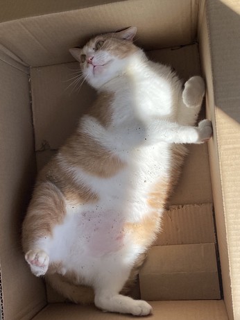 Fat Orange cat with white tummy on his back in a cardboard box.  Flake of catnip in his fur.