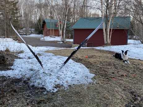 Two skis stuck in the snow leaning out in a V shape on a small patch of snow. Driveway barn, birch trees, and garage in the background. Border collie lying on brown grass to the right.