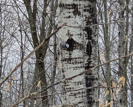 A Nuthatch, Sitta carolinensis on an aspen tree, Populus tremuloides. 