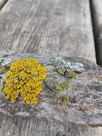 A branch cut from our maple tree last month, with orange, green and grey lichens being explored by a tiny 1.3 cm millipede who found it on the lawn