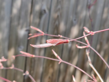 Tree buds against a grey fence. 