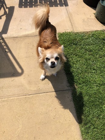 Mina, the golden/foxy chihuahua in the garden, looking at me in disgust because I mowed the lawn/took away her “garden snacks”. 