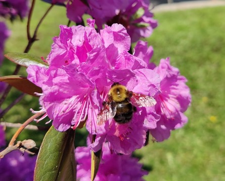 A large bumblebee checks a bright pink rhododendron blossom. 