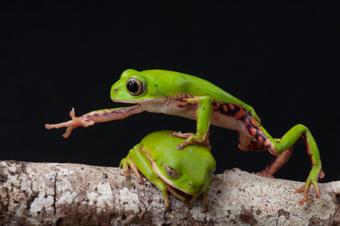Deux mâles Phyllomedusa rohdei, une espèce d'amphibiens de la famille des Hylidae se disputent une branche. 