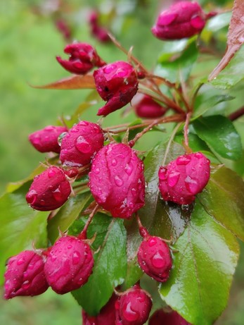 Crab apple blossom waits to open after the rain. Dark pink buds against wet green leaves. 