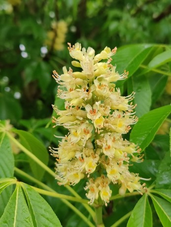 Creamy pale yellow flowers with orange centres in a tall panicle. 