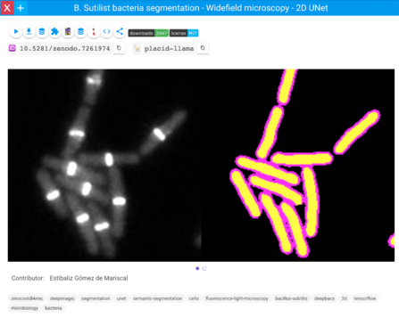 Screenshot displaying a card in bioimage.io that shows a model to segment Bacillus Subtilis