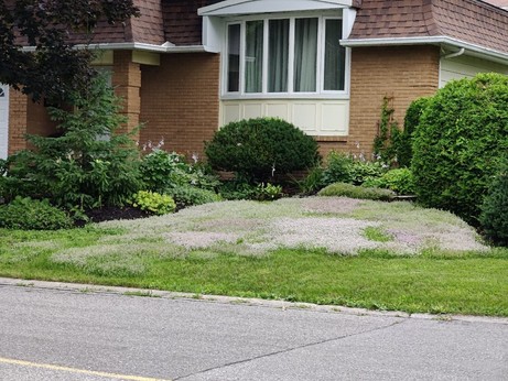 Drifts of pale violet flowers mark the advancing waves of creeping thyme replacing grass in an Ottawa lawn. 