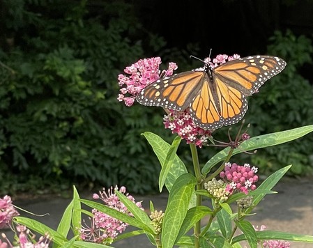 A monarch butterfly resting on some milkweed flowers