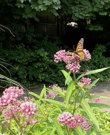 A monarch butterfly sharing a milkweed flower with a bumblebee while another bumblebee flies overhead