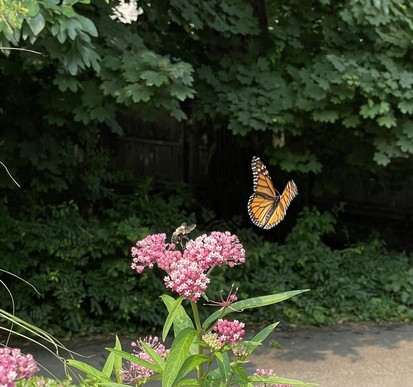 A monarch butterfly flies away from a milkweed flower leaving a bumblebee behind
