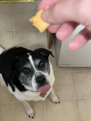 Black and white dog looking up towards a piece of American cheese being held between my fingers. His tongue is licking out between his lips and he’s a quarter second away of leaping for it