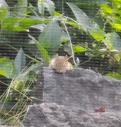Sleepy chipmunk on a rock with peony leaves above. Sorry buddy, for waking you up. 