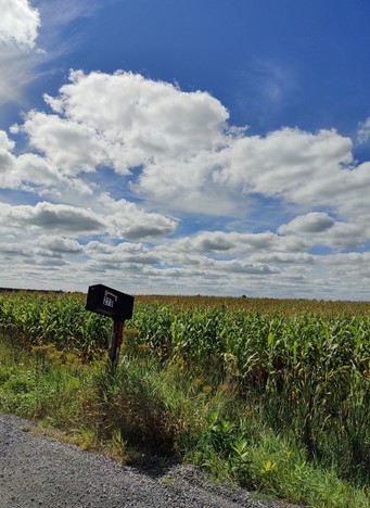 Mailbox and cornfield under a blue sky full of "Simpsons clouds" 