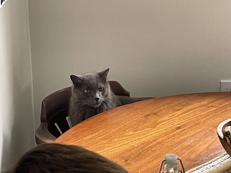 photo of grey cat sitting on a chair at round wood dining table