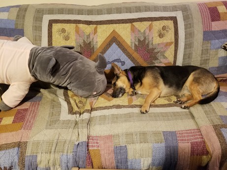 An Esperanto Eelhound resting on the couch near a large plush rhino in a pink shirt.